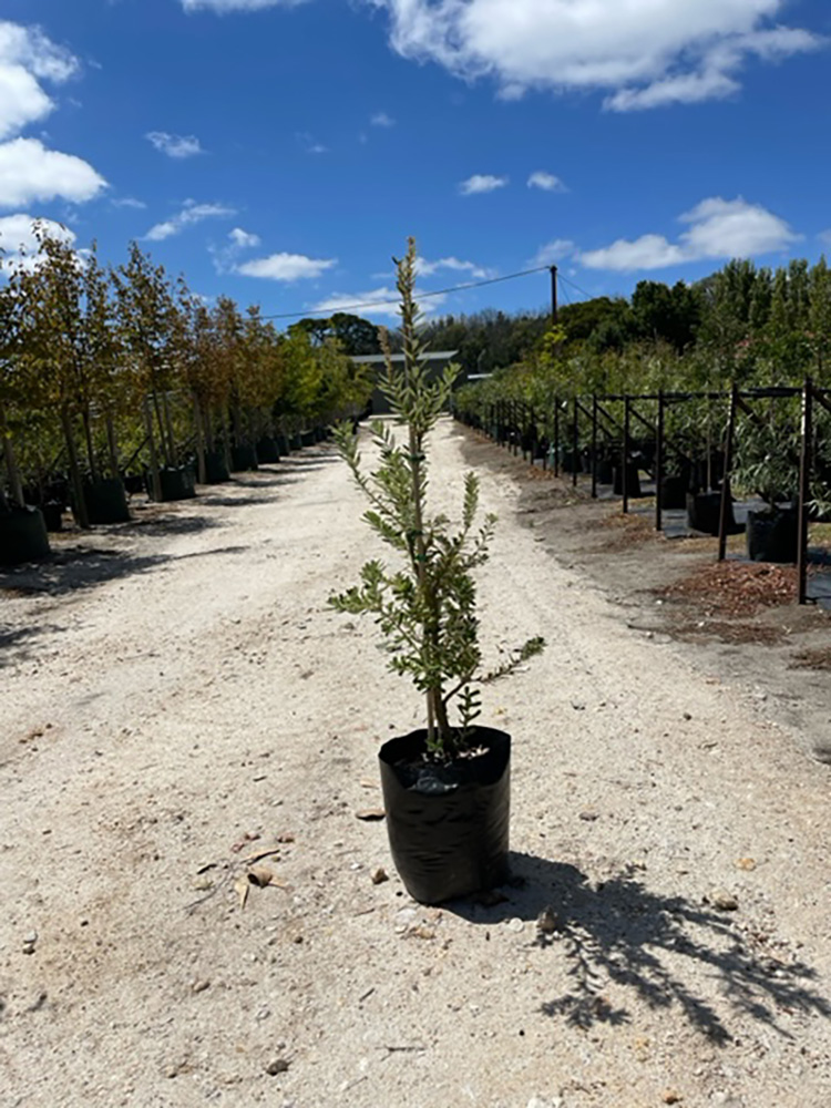 Banksia-marginata-25L