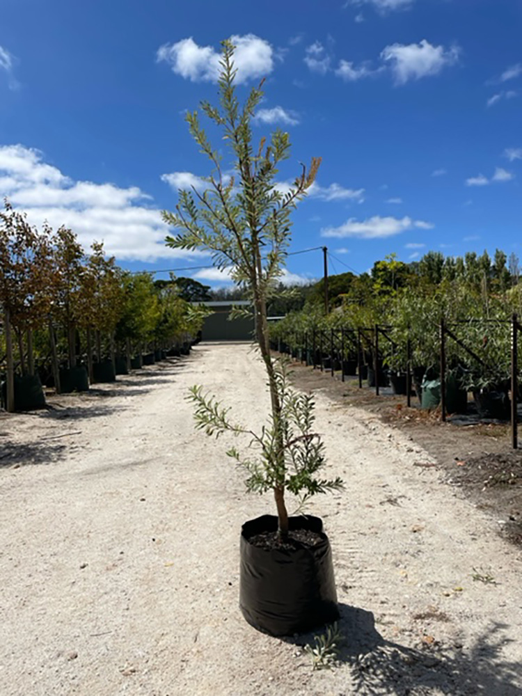 Banksia-marginata-40L