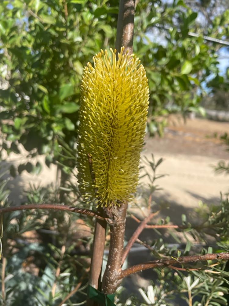 Banksia-marginata-flower