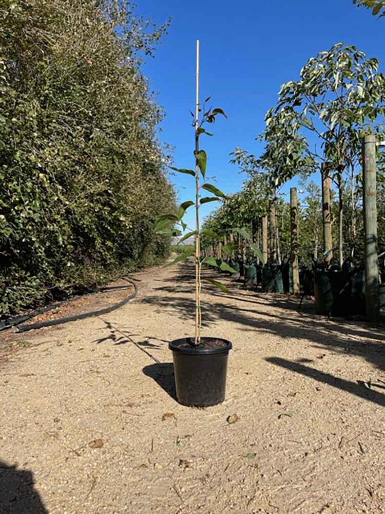 Corymbia-maculata-300ml