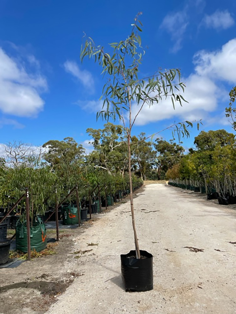 Eucalyptus-camadulensis-40L