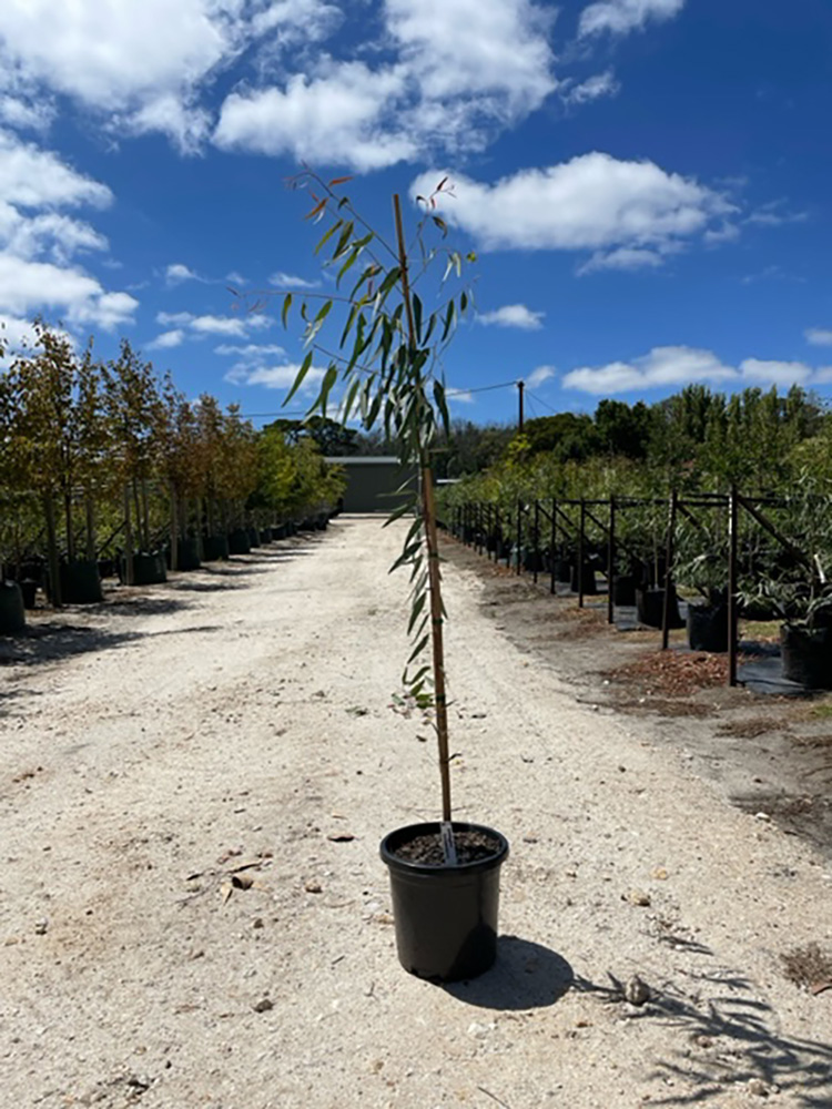 Eucalyptus-camaldulensis-330ml-25L