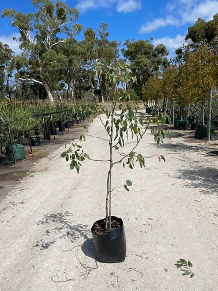 Eucalyptus-fasciculosa-40L