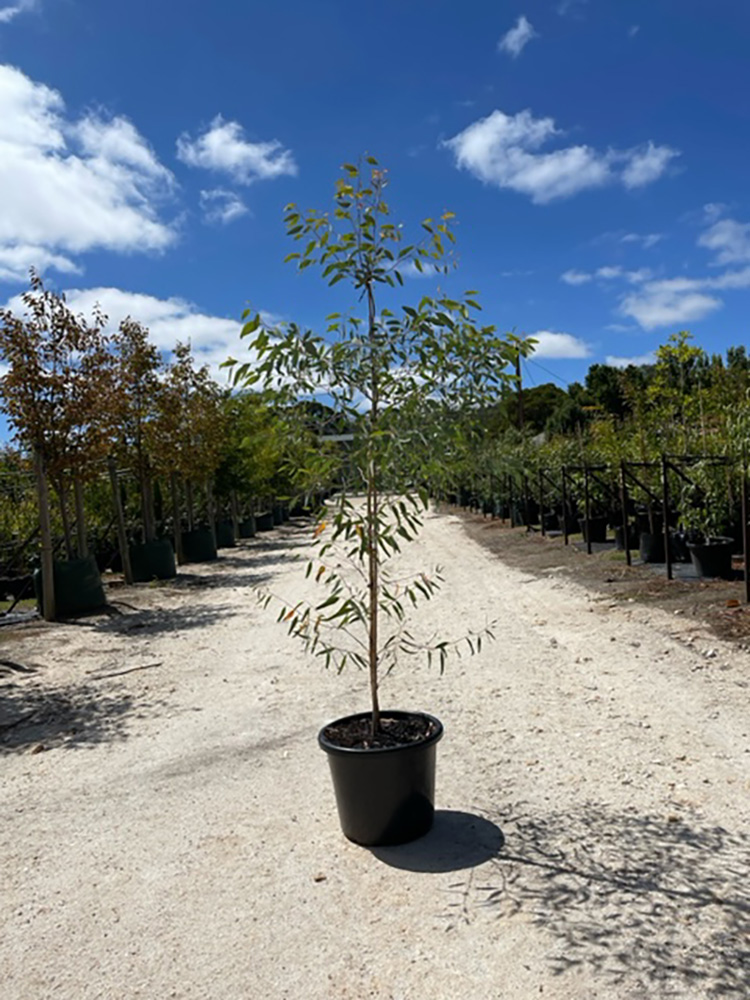 Eucalyptus-sideroxylon-rosea-400ml-40L