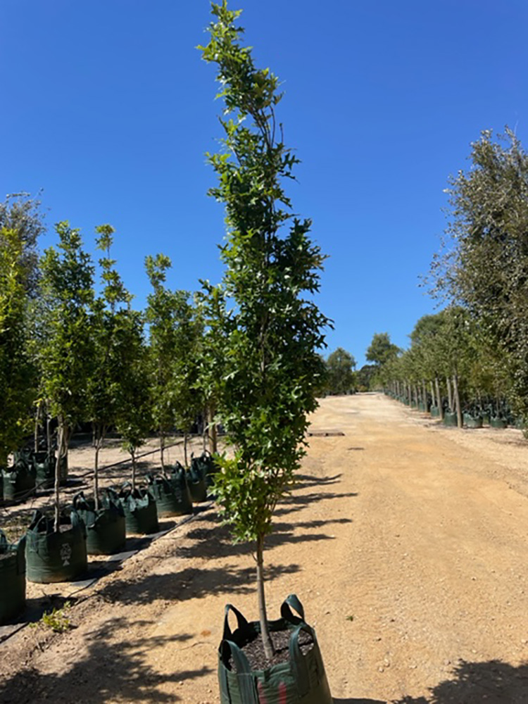 Quercus-palustris-‘green-pillar‘-100L